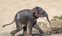 Sloní samička byla poprvé venku, viděla výběh i svého otce