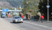 Děčín vyděsili sloni! Procházeli se po mostě! GALERIE