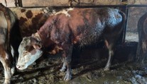 Na Semilsku našli dobytek ve strašlivém stavu. V hnisajících ranách byly larvy