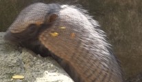 V plzeňské zoo slaví, narodila se jim hned dvě mláďata pásovce