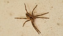 V Německu se rozmáhá cizokrajný jedovatý pavouk. Byl spatřen i v Česku