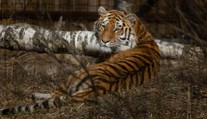 Moravská zoo přišla o tygřici Raju. Byla krásná, říkají návštěvníci