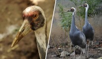 Ze zoo v Brně se ztratil exotický pták. Ošetřovatelé prosí o pomoc