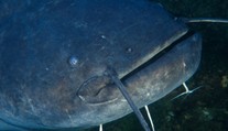 Italové řeší monstrum z Gardského jezera. Na chycení vyčlenili miliony