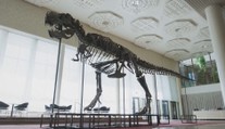 V Curychu vydražili kostru tyranosaura Rexe. Kupce vyšla na 115 milionů korun