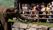 Slevy a vstupy zdarma. Kam vyrazit s dětmi za vysvědčení? Přehled po krajích