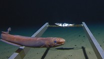V ponorce se vydal na nejhlubší místo oceánu! Tohle objevil na dně