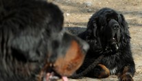 Dogy utekly majitelce a napadly seniora a pošťačku. Policisté jednu zastřelili