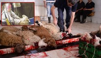 Šokující skrytá kamera! Brity vyděsila brutalita halal jatek