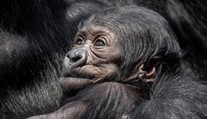 Gorilátko v pražské zoo je samička, raduje se ředitel. Jméno zvolí veřejnost