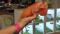 Exotická zvířata obsadila Chodov. Bylo jich tam víc než v zoo v Troji