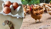 V Česku zuří boj o cenu vajec. Kolik by měla stát? ANKETA