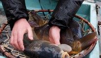 Na velikonoční stůl patří i kapr. Zkusit můžete také vaječný koktejl. RECEPT