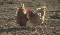 Veterináři odhalili další dvě ohniska ptačí chřipky. Malochovy nechali zlikvidovat
