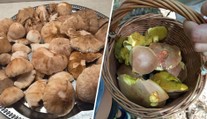 Plné košíky a masáková invaze. Houbaři mají žně, nezbývá už ale moc času