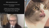 "Nejsem kočka“: Právník se během videokonference v aplikaci proměnil v živé kotě