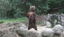 Jak v cirkusu. Medvědice z brněnské zoo předvádí neuvěřitelné kousky