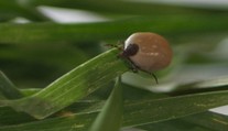 Probouzí se klíšťata, přibývá nakažených lidí. Největší riziko je ve dvou
částech Česka