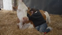 Rodinná farma rozjela neobvyklý byznys. Místo mléka nabízí mazlení s krávami