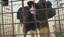 Opatření kvůli slintavce a kulhavce v Česku končí. Zoo se opět rozjíždí naplno