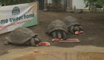 Želvy sloní dostaly v londýnské zoo nový domov. Je dvakrát větší