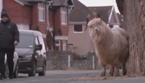 Městečko ve Velké Británii čelí záplavě chundelatých koz