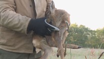 Drony nově pomáhají zemědělcům. Pomocí termovize odhalují srnčata