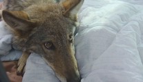 Vlku Bublovi se v přírodě nedaří a má problémy. Záchranáři se ho vydali hledat