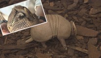 Pražskou zoo se valí úžasná kulička. Je to malý pásovec!
