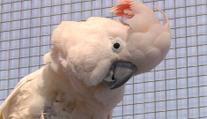 Zoo v Táboře vábí na vzácné papoušky. A doufá v mláďata