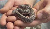 V brněnské zoo se vylíhla mláďata vzácného hada. Při ohrožení vydává překvapivý zvuk