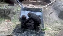 Zoo v Calgary smutní. Po chybě ošetřovatele tam zemřela jedna z goril