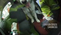 Husky byl den uvězněn bez vody v autě, zachránili ho až strážníci