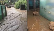 Přívalové deště v pražské zoo. Lachtani mají vytopený bazén
