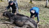 Krasličtí strážníci pomohli zachránit život krávě. S farmářem ji tahali z bahna
