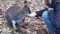 Klokan Skippy utekl z minizoo v Jáchymově. Nestalo se to poprvé
