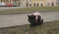 Česko jde na ruku majitelům psů. Mohou s nimi do kina, lázní nebo kaváren