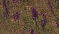 Znojmo zažívá unikátní podívanou. Na Cínové hoře vykvetly tisíce orchidejí
