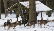 Zima neřekla poslední slovo! Vidíme to na chování zvěře, řekl myslivec