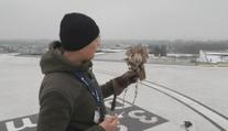 Na heliport pardubické nemocnice dohlíží dravci. Pomáhají vyhnat holuby