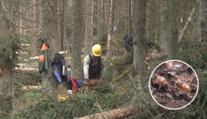 Stop další kůrovcové kalamitě. Ministerstvo rozšiřuje červené zóny