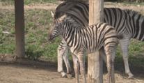 V zoo v Jihlavě se narodily vzácné zebry. Patří mezi ohrožené druhy