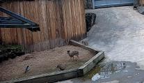 Nezvaná návštěva v pražské zoo. Nejmenší antilopy světa si s ní hravě poradily