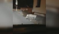 Divočáci se nebojí už ani ve městech! Po Hradci pobíhala bachyně