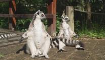 Ostravská zoo stále hledá uprchlého lemura. Na svobodě vydrží i několik týdnů