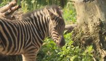 Nový přírůstek v jihlavské zoo: Vzácná zebra porodila mládě
