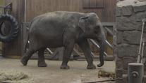 Samec slona z ostravské zoo už se zabydluje ve Francii. Přeprava trvala půl roku
