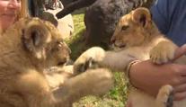 Křest mladých lvíčat v Plasech: Seznamte se s novými přírůstky