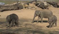 Dvojnásobná radost v pražské zoo. Slonice čekají opět mláďata