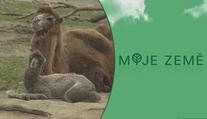 V zoo mají nové přírůstky: Narodili se zdraví velbloudí samci